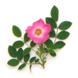 image555b52c765fc1.png [300x300]