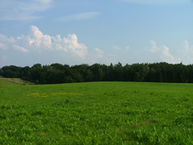 landscape32.jpg [275x206]
