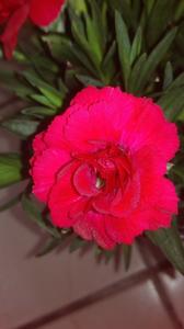 Antoni Baraniecki 7 b