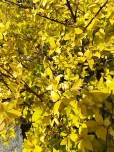 Natalia Dębowska 6 c