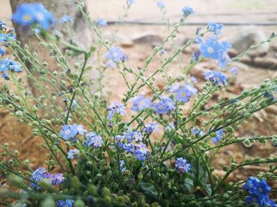 Natalia Wałkiewicz 7 b