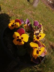 Wiktoria Wierzbicka 7 c