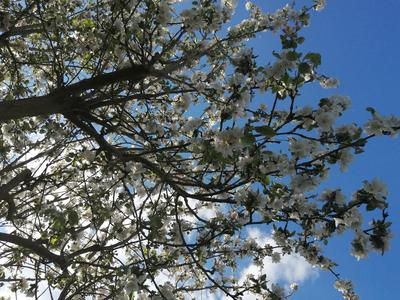 Wiktoria Wierzbicka 7 c