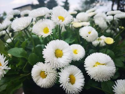 Natalia Wałkiewicz 7 b