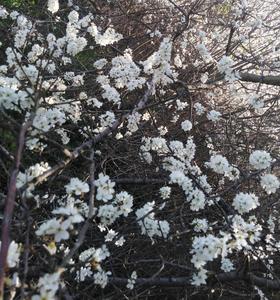 Michał Golasiński 6 b