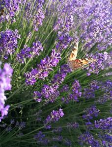 Milena Ładowska 7 b