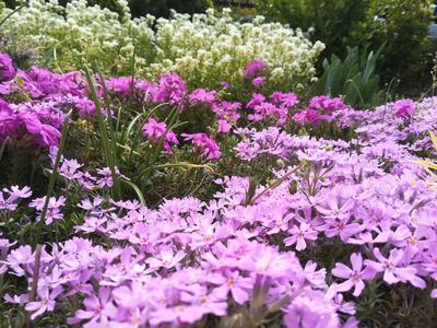 Natalia Dębowska 6 c