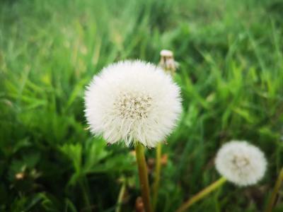 Natalia Wałkiewicz 7 b