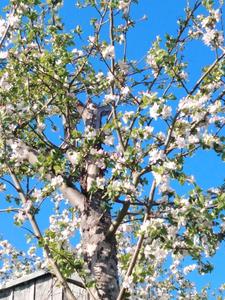 Aleksandra Bęben 7 c