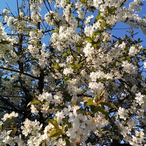 Aleksandra Bilakiewicz 5 b