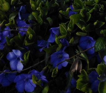 Patrycja Golasińska 5 a