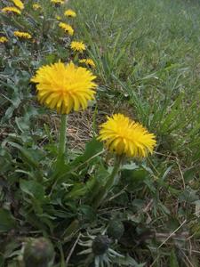 Wiktoria Wierzbicka 7 c