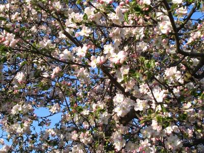 Wiktoria Przybylska 5 a