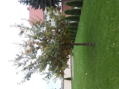 Dąb papieski - Parafia Świętej Trójcy w Żmigrodzie