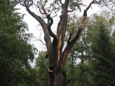 Dąb " Chrobry" - podpalony
