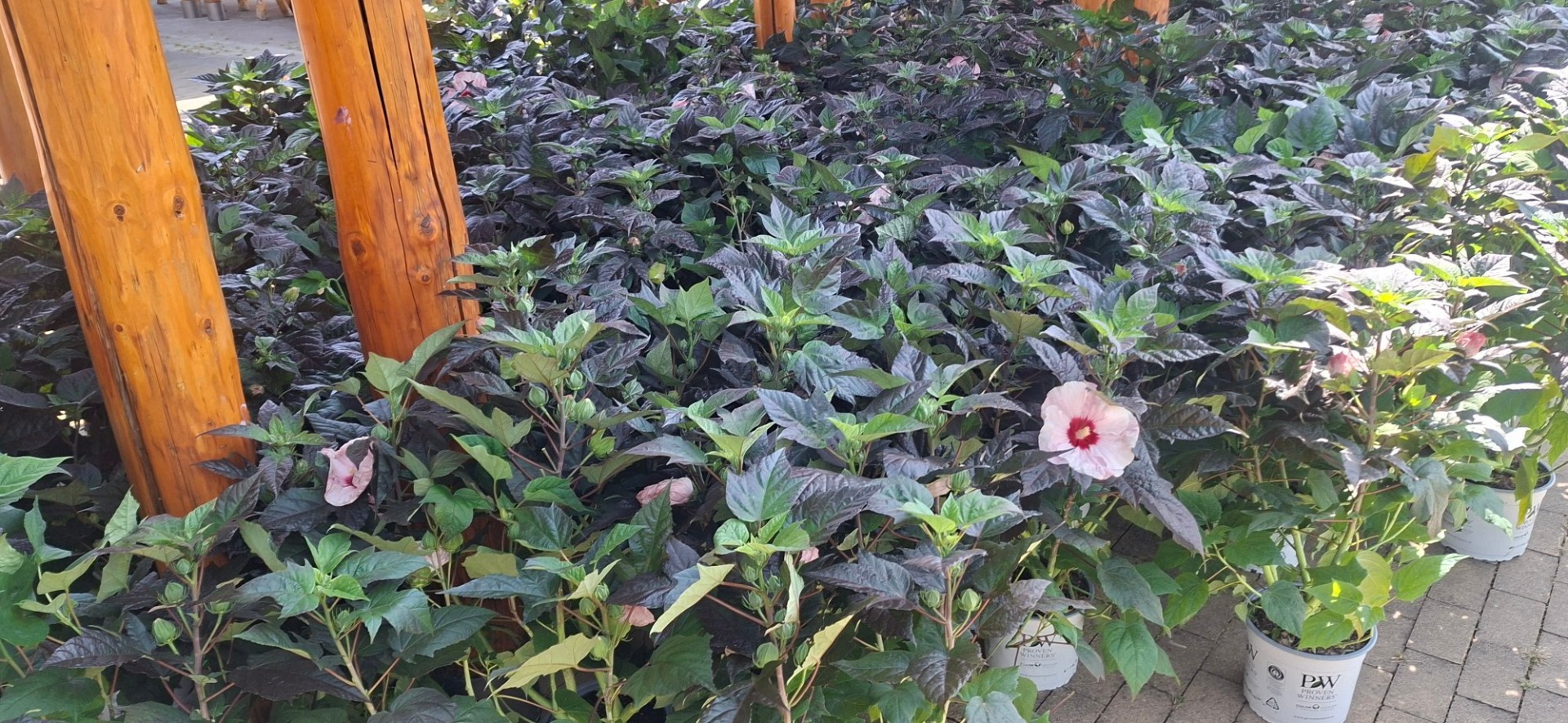 Zespół Szkolno‑Przedszkolny nr 1 dziękuje Plantpol za sadzonki hibiskusa