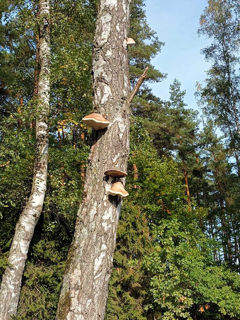 Tutaj powinien być opis obrazka