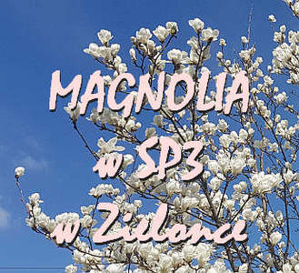magnolia kwitnie w SP3