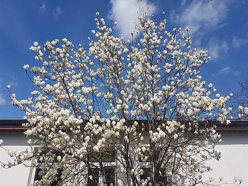 magnolia_kwitnie.jpg