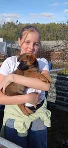 Wolontariusze z wizytą w schronisku dla zwierząt 