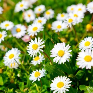 stokrotkijpg [300x300]