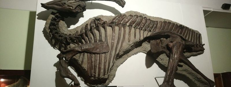 Dinozaur kaczodzioby
