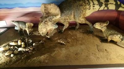 Gniazdo protoceratopsa