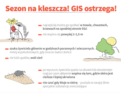 Sezon na kleszcza! GIS ostrzega!