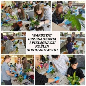 Warsztat przesadzania i pielęgnacji roślin doniczkowych