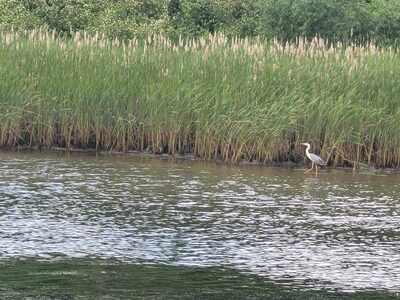 Krajobraz naturalny - starorzecze Dunajca