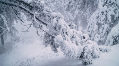 Fotografia przedstawia ośnieżone drzewa