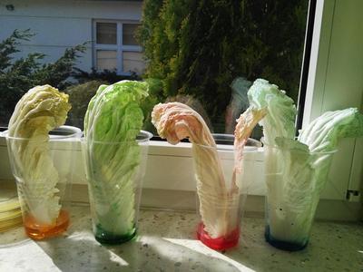 Liście sałaty pińskie w plastikowych kubeczkach na parapecie