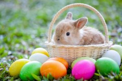ffssaa_bunny_easterjpg [400x266]