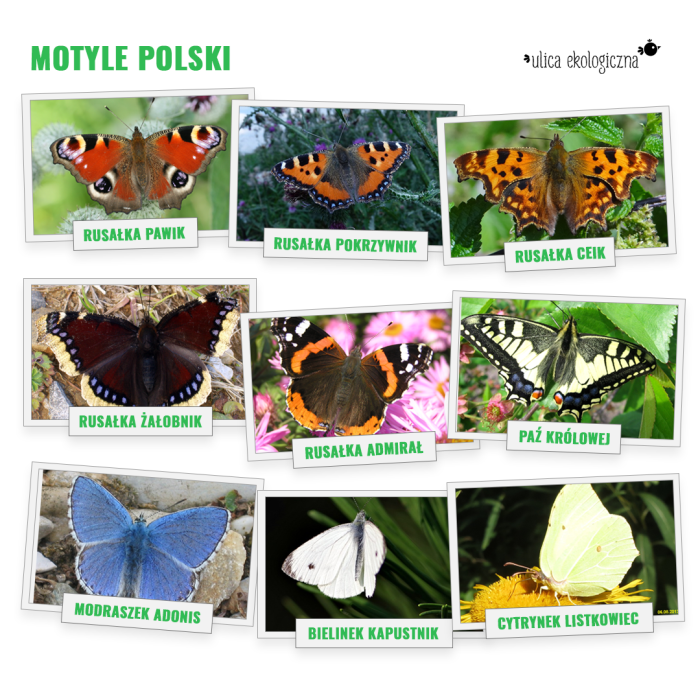 motyle polski [700x700]