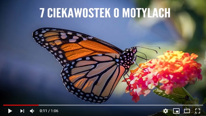 7 ciekawostek o motylach [694x390]