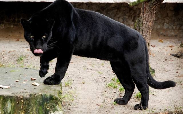 czarny jaguar [640x400]