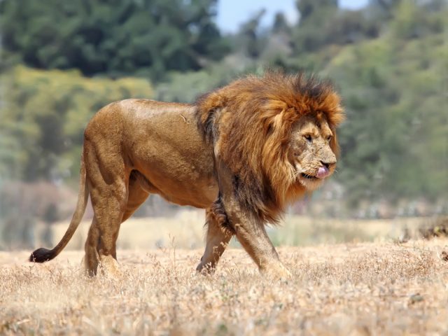 lew afrykański [640x480]