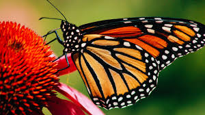 motyl byczy [300x168]