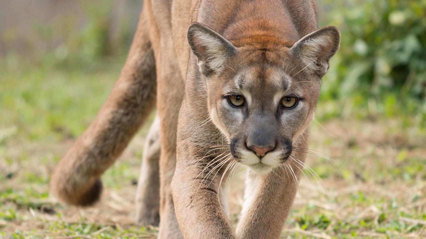 puma [1698x953]