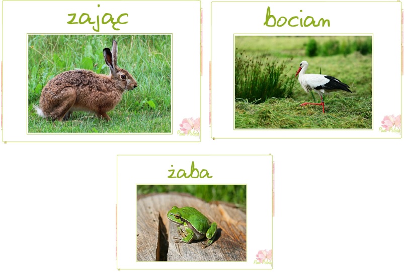 zając bocian żaba [805x542]