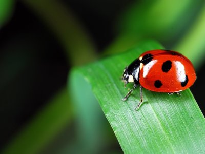 biedronkajpg [400x300]