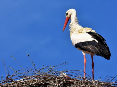 bocianjpg [400x300]