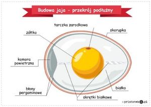 budowa jajka [300x213]