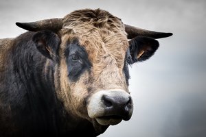 byk [300x200]