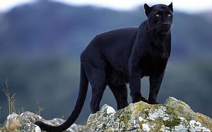 czarny_jaguarjpg [300x188]