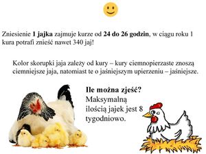 ciekawostki o jajkach [300x225]