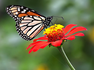 motyl_1jpg [400x300]