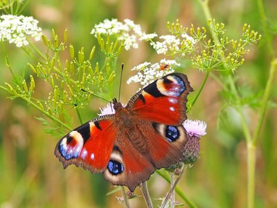 motyl__kopiajpg [400x300]