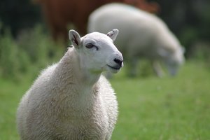owca [300x200]