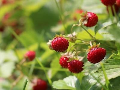 poziomkijpg [400x300]